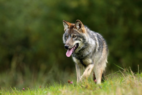 U wilków, podobnie jak u ludzi, emocje malują się na „twarzy”. Zadowolony wilk ma otwarty pysk z luźno wiszącym językiem i uszami ustawionymi do przodu
