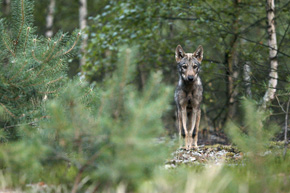 Młode wilki zaczynają polować z rodzicami po zmianie zębów na stałe