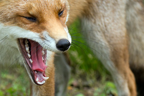 Uzębienie lisa jest typowe dla drapieżników – długie kły do chwytania i szarpania oraz silne zęby trzonowe do łamania i przecinania twardego pokarmu