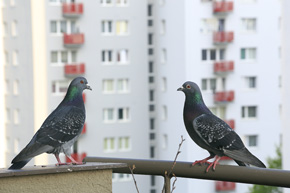 Gołębie są symbolem aglomeracji miejskiej. Zdrowe, dobrze wyglądające ptaki świadczą o wysokim standardzie miasta