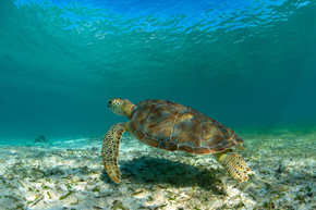 Przejrzyste wody Karaibów są jednym z najlepszych miejsc do obserwacji żółwi morskich