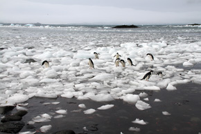 Życie w strefie polarnej niesie za sobą różne trudności: pingwiny białookie próbują wyjść z wody na brzeg po growlerach