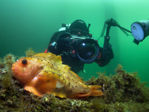 Samiec opiekujący się gniazdem to wymarzony model dla podwodnego fotografa