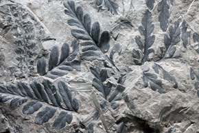 Skamieniałe rośliny, np. paprocie, pospolicie występują w węglu, ale spotyka się je także w innych skałach osadowych