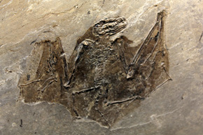 Żyjący ok. 47–48 milionów lat temu nietoperz Paleochiropteryx tupaiodon dysponował już echolokacją i umiejętnością sprawnego manewrowania wśród roślinności. Dawna kopalnia łupków bitumicznych w Messel, gdzie znaleziono doskonale zachowane skamieliny ponad tysiąca gatunków, w tym tego nietoperza, została wpisana na Listę światowego dziedzictwa UNESCO