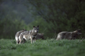 Taki widok niesie przyrodnikom wielką radość, ale powinien także wzbudzać niepokój o dalsze losy wilka (zdjęcie z czatowni)