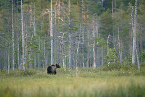 W Europie są jeszcze miejsca, gdzie populacje niedźwiedzia są stabilne i dość bezpieczne – m.in. w Szwecji, Finlandii, rosyjskiej części Karelii, rumuńskich Karpatach czy na pograniczu Słowenii i Chorwacji (zdjęcie z czatowni)