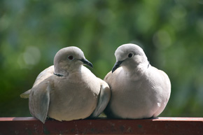 Szczególny dowód zaufania wobec człowieka – para przytulonych do siebie sierpówek na barierce mojego balkonu