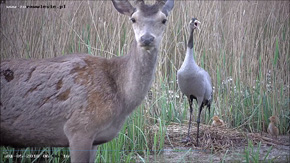 Wizyta jelenia w gnieździe. Sfilmowanie tak unikatowej sceny z życia ptaków jest możliwe niemal wyłącznie dzięki ukrytej kamerze