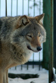 Wilka (Canis lupus) dotyczy kilka grup przepisów – jest objęty ochroną gatunkową, przepisami CITES i Unii Europejskiej oraz uznany za niebezpieczny z kategorii II. Podlega i powinien podlegać obowiązkowi rejestracji