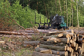 Pozyskiwanie drewna w lasach w okresie wiosennym i wczesnoletnim, choć narusza prawo, odbywa się nadal masowo i jawnie