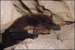 Jedną z metod badania nietoperzy jest ich obrączkowanie. Tego mroczka pozłocistego znalezionego w Jaskini Mylnej zaobrączkowano 8 lat wcześniej w tej samej jaskini.