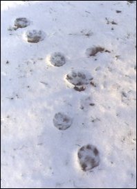 Ślady wilka na śniegu