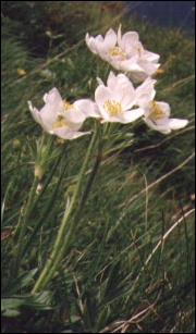 Charakterystyczny dla muraw alpejskich zawilec narcyzowy (Anemone narcissiflora)