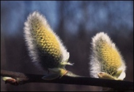 Każda z bazi tej wierzby (Salix sp.) kryje w sobie setki tysięcy ziaren pyłku