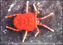 Ten czerwony roztocz to często spotykana aksamitka (Trombidium holosericeum)