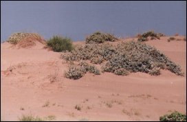 Mikołajek nadmorski jest rośliną odporną na zasypywanie przez piasek i słonawą glebę, dzięki czemu może utrzymywać się na plażach