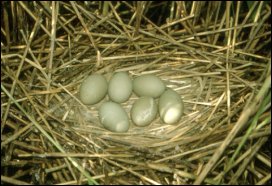 Bąki składają w swoim trzcinowym gnieździe do sześciu jaj