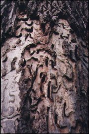 Ślady żerowania larw kozioroga dębosza w drewnie dębu