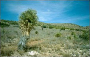 Wśród ubogiej roślinności Półpustyni Chihuahuan wyróżniają się jukki wysokie (Yucca elata), zwane przez Amerykanów drzewami mydlanymi
