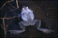 Samce żab moczarowych na okres rozrodu całe przybierają niebieską lub liliową barwę