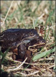 Para żab trawnych podąża do najbliższego stawu, aby złożyć skrzek