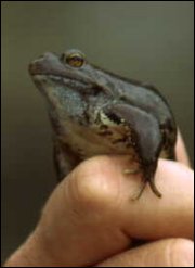 Samiec żaby trawnej w czasie godów ma niebieskie podgardle