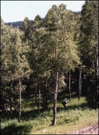 Zadrzewienia z osiką amerykańską w Parku Narodowym Gór Skalistych w Kolorado