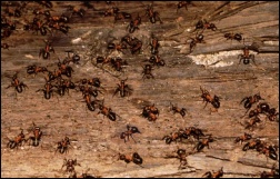 Mrówki ćmawe podążają po kłodzie ku polu bitwy