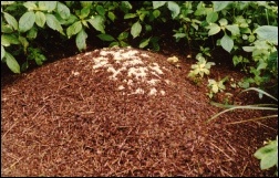 Mimo, iż mrówki dbają o higienę, na szczytach mrowisk dość często pojawiają się plazmodia