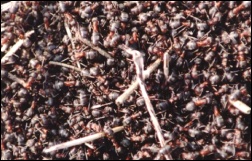W pierwsze, ciepłe, wiosenne dni mrówki masowo wychodzą z mrowisk, by ogrzać się w promieniach słońca