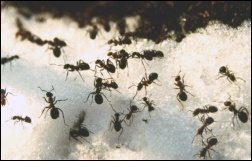 W cieplejsze zimowe dni, nawet gdy leży śnieg, mrówki wychodzą na „spacery”
