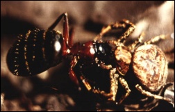 Największa krajowa mrówka - gmachówka drzewotoczna (Camponotus Ligniperda) padła ofiarą pająka