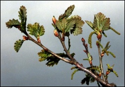 Młode liście dębu - przysmak zwójki zieloneczki