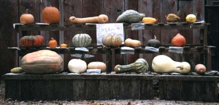 Jesienna wystawa hodowanych dyniowatych w Missouri