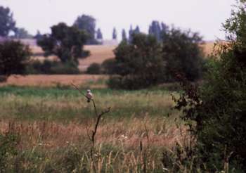 Urozmaicony krajobraz rolniczy jest typowym siedliskiem dzierzb