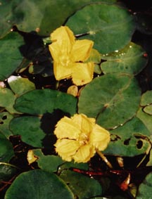 Charakterystyczne, postrzępione na brzegach kwiaty grzybieńczyka wodnego