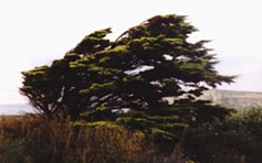 Silne wiatry znad Atlantyku sprawiają, że drzewa i krzewy przybierają tzw. formę sztandarową