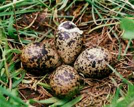Czy te jaja czajki są już ptakami? Co najmniej jedno z nich chyba już tak.
