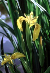 Kwitnące kosaćce żółte stanowią wiosenną ozdobę olsów