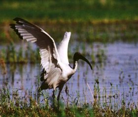 Przycięte w ZOO lotki nie przeszkadzały temu ibisowi sprawnie latać