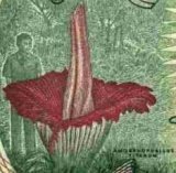 Wizerunek dziwidła olbrzymiego można znaleźć na jednym z indonezyjskich banknotów