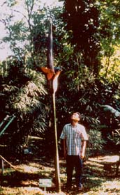 Amorphophallus gigas kwitnacy w 1997 r. w Bogorze - przedstawiciel gatunku posiadającego najwyższe kwiatostany we współczesnej florze świata