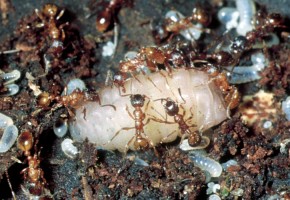 Podrośnięta larwa modraszka telejusa wśród robotnic oraz swojego pokarmu - larw mrówek