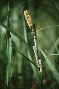 Turzyca zaostrzona (Carex gracilis). W odróżnieniu od traw, kwiaty turzyc są rozdzielnopłciowe i występują w osobnych kwiatostanach lub w odrębnych partiach tego samego kwiatostanu.