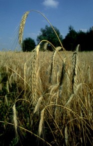 Żyto - jedno z podstawowych zbóż uprawianych na naszych polach. Niezastąpione na glebach lżejszych i uboższych.