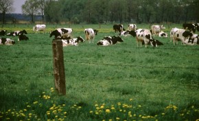 Największe obszarowo zbiorowiska trawiaste Polski niżowej to łąki i pastwiska, powstałe i trwające dzięki regularnemu koszeniu lub wypasowi