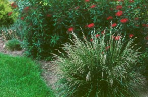 Wyselekcjonowane formy śmiałka darniowego - trawy będącej jednym z groźniejszych chwastów użytków zielonych - wykorzystuje się jako ozdobę ogrodów