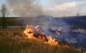 Wypalanie na ogół nie szkodzi trawom, lecz sieje spustoszenie wśród innych organizmów zasiedlających ekosystemy trawiaste