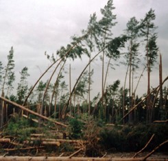 Pojedyncze drzewa, które pozornie oparły się huraganowi, mają w większości popękane pnie i już nigdy się nie wyprostują